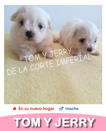 TOM Y JERRY